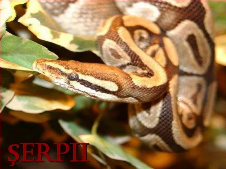 erpii