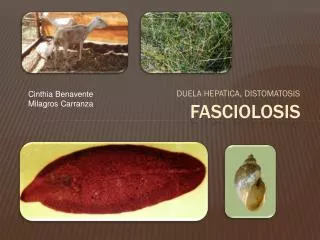 fasciolosis