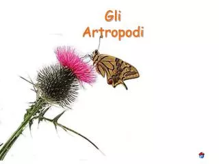 gli artropodi