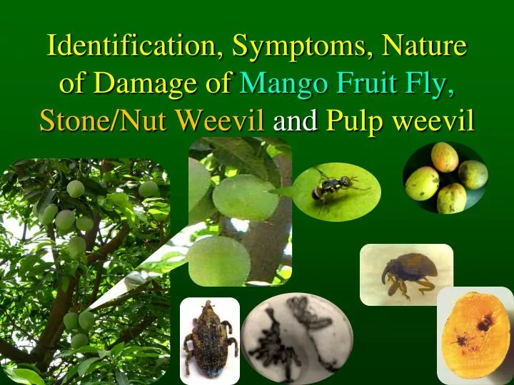 identification symptoms nature of damage of mango fruit fly stone nut weevil and pulp weevil