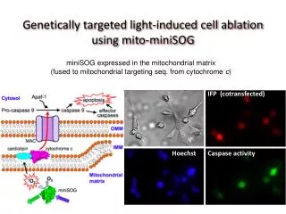 Genetically targeted light-induced cell ablation using mito-miniSOG