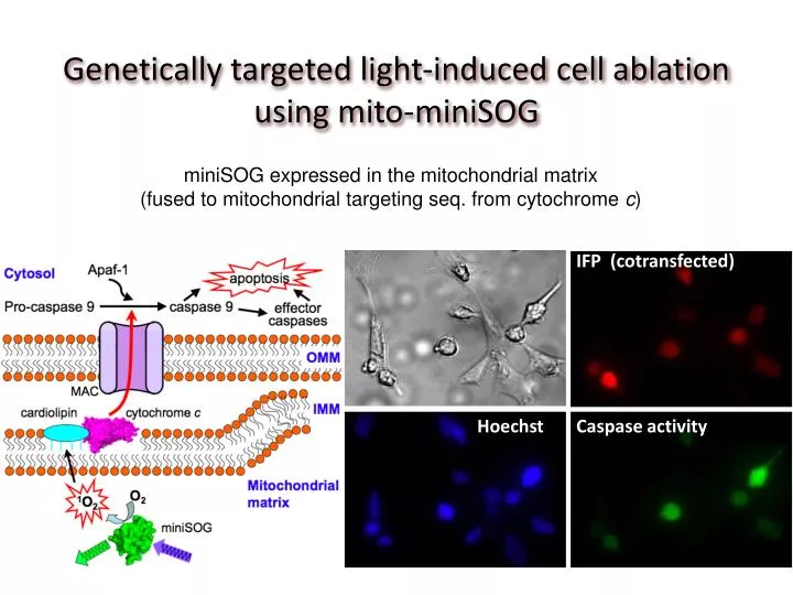 genetically targeted light induced cell ablation using mito minisog