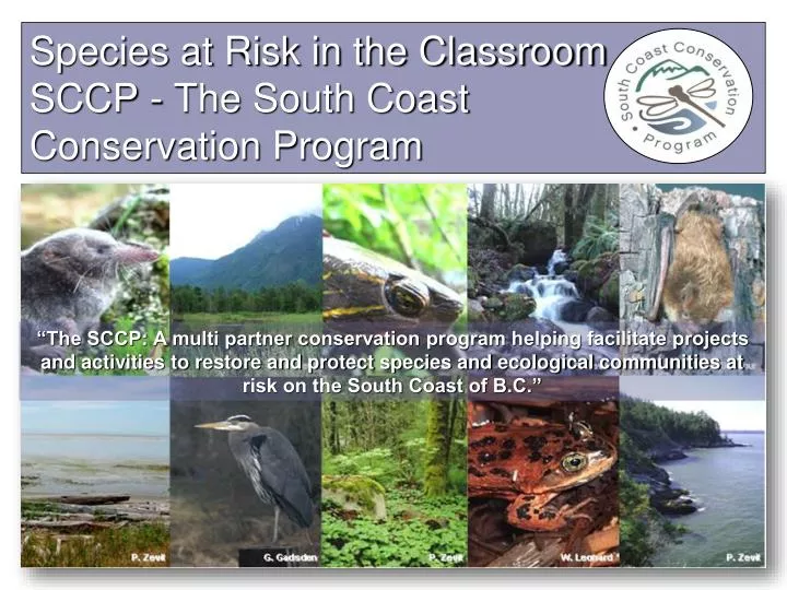 species at risk in the classroom sccp the south coast conservation program