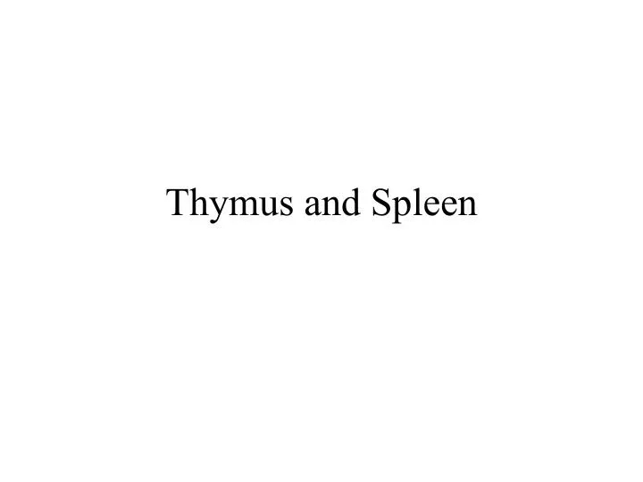 thymus and spleen