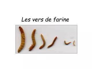 les vers de farine