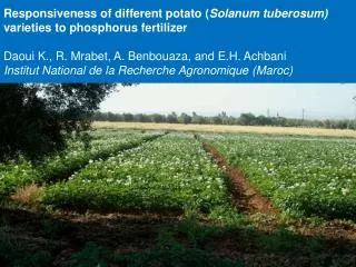 Responsiveness of different potato ( Solanum tuberosum) varieties to phosphorus fertilizer