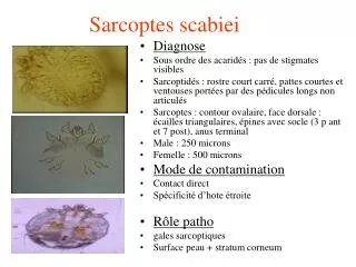 sarcoptes scabiei