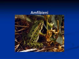 amfibieni