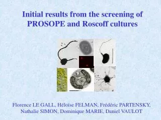 Initial results from the screening of PROSOPE and Roscoff cultures