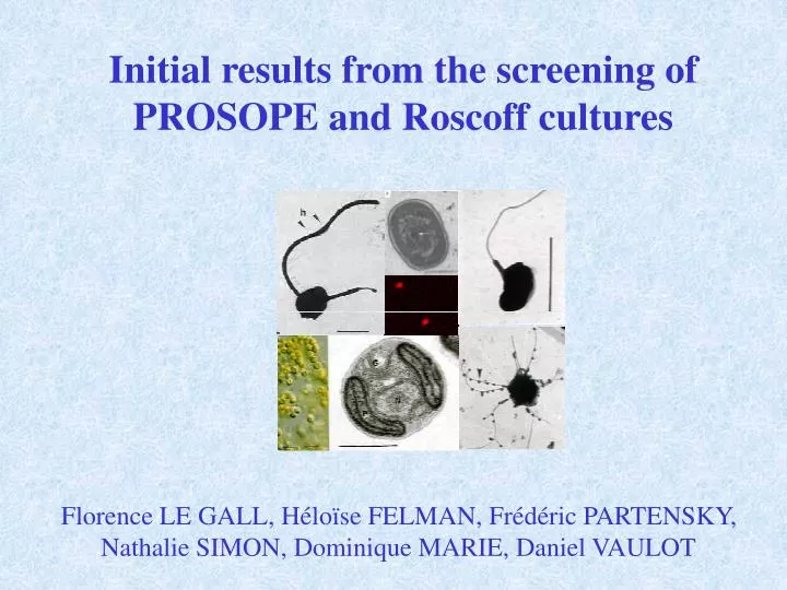 initial results from the screening of prosope and roscoff cultures