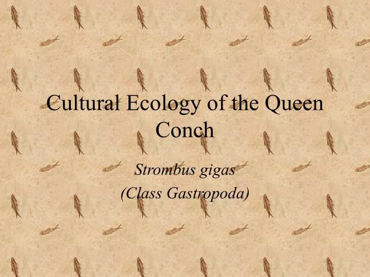 cultural ecology of the queen conch