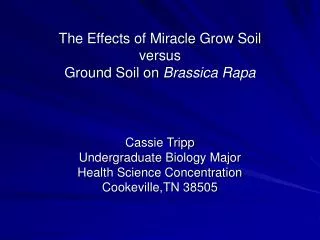 The Effects of Miracle Grow Soil versus Ground Soil on Brassica Rapa