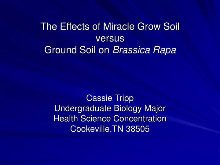 the effects of miracle grow soil versus ground soil on brassica rapa