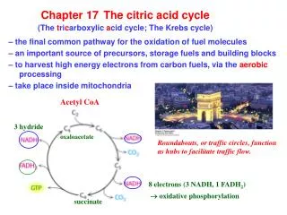 Chapter 17 The citric acid cycle (The t ri c arboxylic a cid cycle; The Krebs cycle)