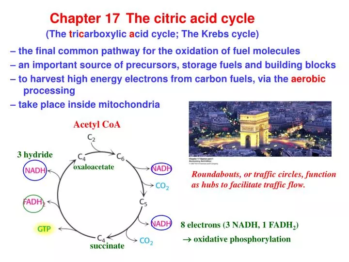 chapter 17 the citric acid cycle the t ri c arboxylic a cid cycle the krebs cycle