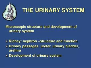 THE URINARY SYSTEM