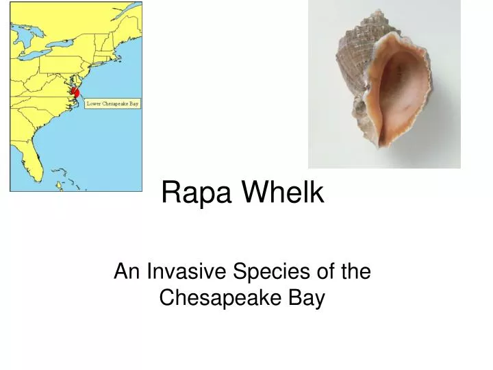 rapa whelk