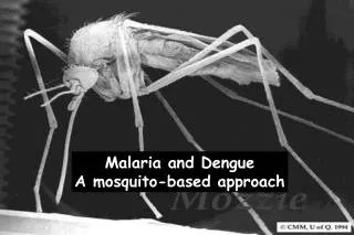 Malaria and Dengue A mosquito-based approach