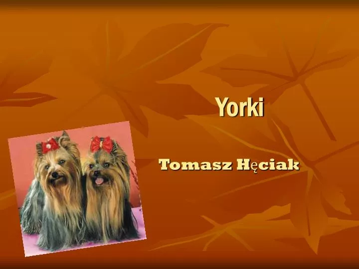 yorki