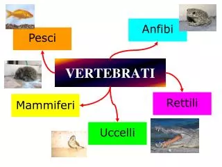 vertebrati