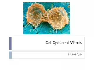 cell cycle and mitosis