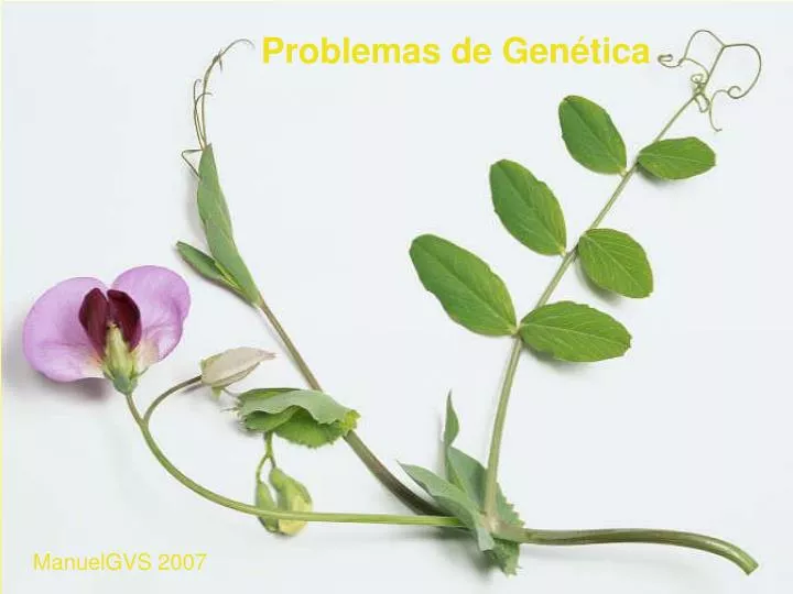 problemas de gen tica