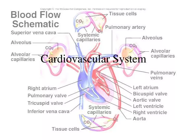 cardiovascular system