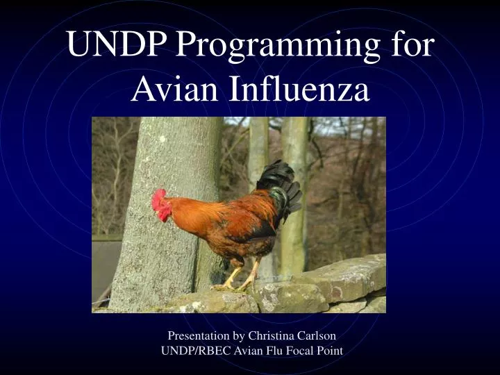 undp programming for avian influenza
