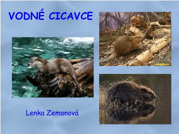 vodn cicavce