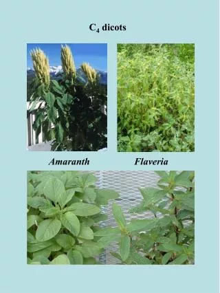 Amaranth		 Flaveria