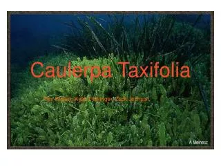 Caulerpa Taxifolia