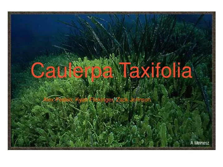 caulerpa taxifolia
