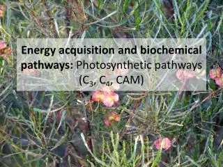 Energy acquisition and biochemical pathways: Photosynthetic pathways (C 3 , C 4 , CAM)