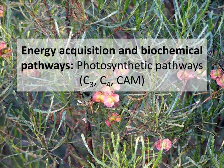 energy acquisition and biochemical pathways photosynthetic pathways c 3 c 4 cam
