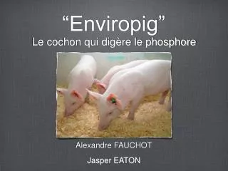enviropig