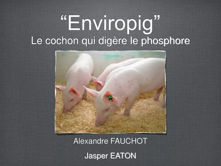 enviropig