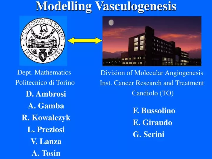 modelling vasculogenesis