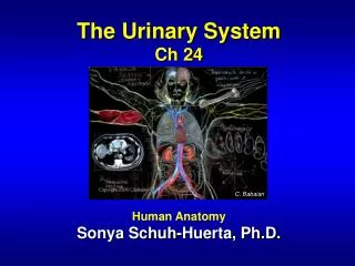 The Urinary System Ch 24 Human Anatomy Sonya Schuh-Huerta, Ph.D.