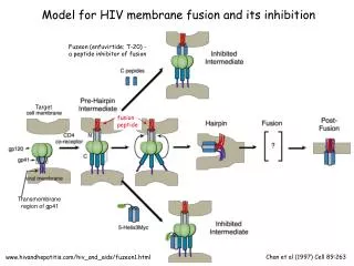 Model for HIV membrane fusion and its inhibition