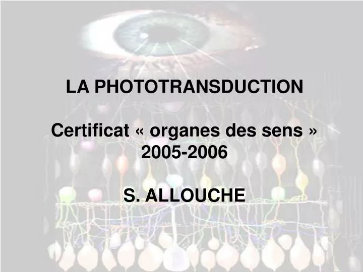 la phototransduction certificat organes des sens 2005 2006 s allouche