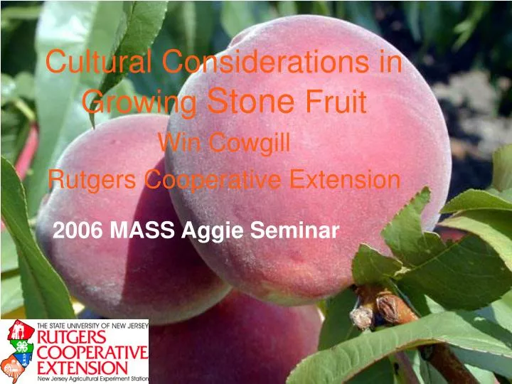 cultural considerations in growing stone fruit