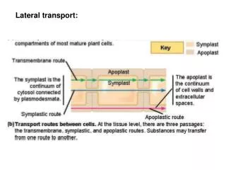 Lateral transport: