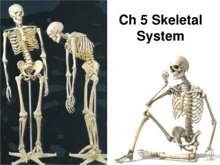 Ch 5 Skeletal System