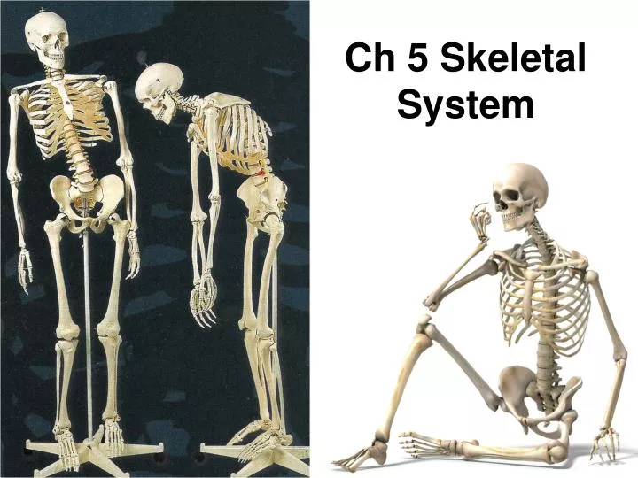 ch 5 skeletal system
