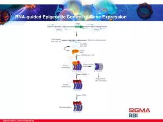 RNA-guided Epigenetic Control of Gene Expression