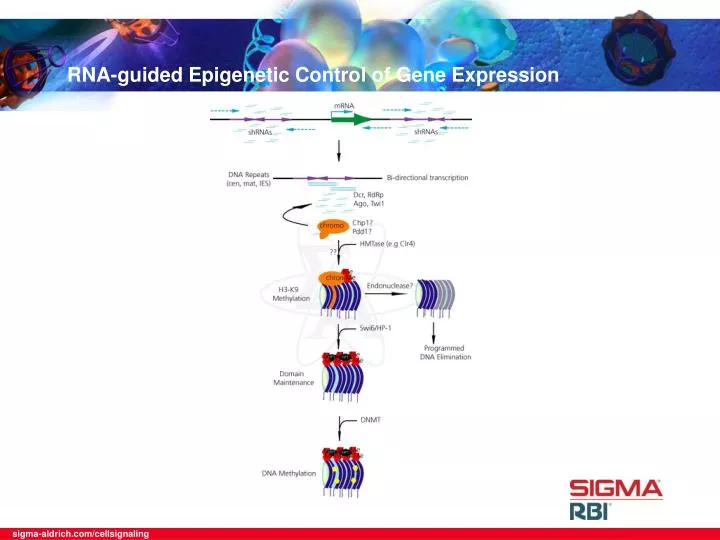 rna guided epigenetic control of gene expression