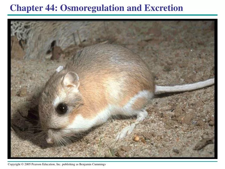 chapter 44 osmoregulation and excretion