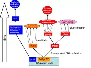 RNA-protein world