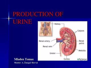 PRODUCTION OF URINE