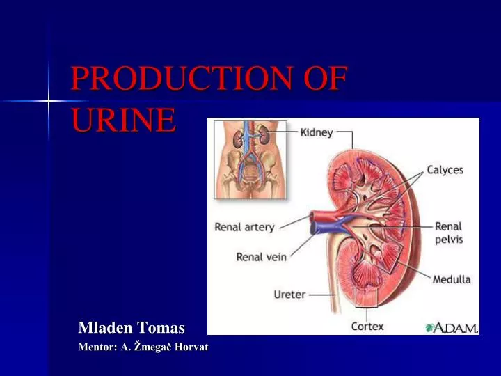 production of urine